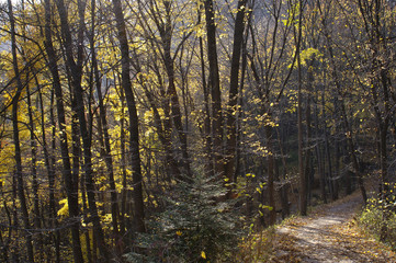 Forest Trees Late Fall Autumn, with Golden Dry Leaves