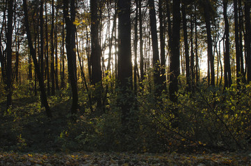 Forest Trees Late Fall Autumn, with Golden Dry Leaves