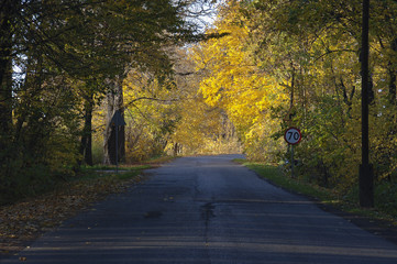 Obraz premium Road In The Forest with Trees with Golden Dry Leaves
