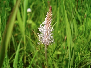 The hoary plantain (Plantago media) close up