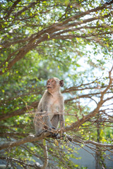 Monkey on tree