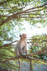 Monkey on tree