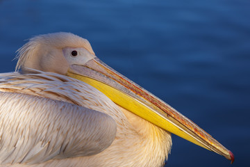 Rosapelikan (Pelecanus onocrotalus)