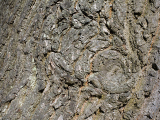 Oak Tree Bark