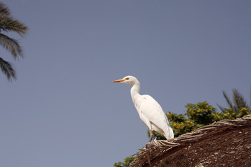 Cattle egret, Africa