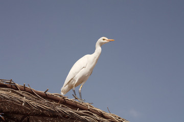 Cattle egret, Africa