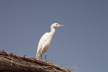 Cattle egret, Africa