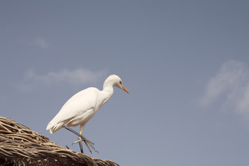 Cattle egret, Africa