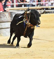 bull in spain