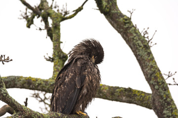 Juvenile Bald Eagle (Haliaeetus leucocephalus) Preening itself on a Tree