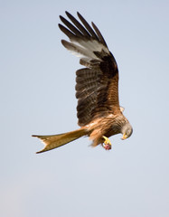 Red Kite