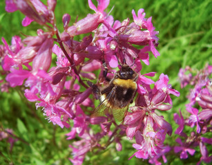Bright rosy red flowers of sticky catchfly or clammy campion (Silene viscaria) and a Buff-tailed bumblebee (Bombus terrestris) in the meadow