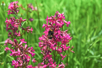 Bright rosy red flowers of sticky catchfly or clammy campion (Silene viscaria) and a Buff-tailed bumblebee (Bombus terrestris) in the meadow