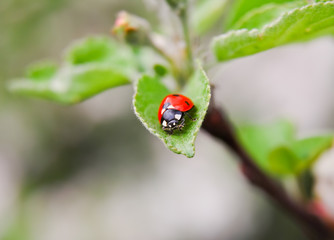 Ladybug (Coccinellidae) on the green leaf of Apple-tree in spring