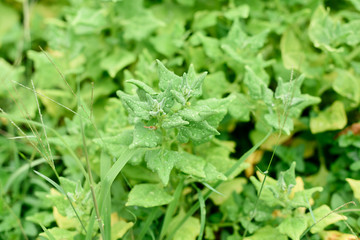 spinach