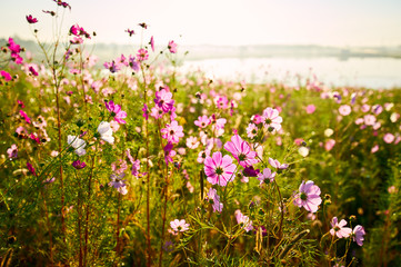 Obraz na płótnie Canvas The Kelsang flowers bloom luxuriantly sunrise.