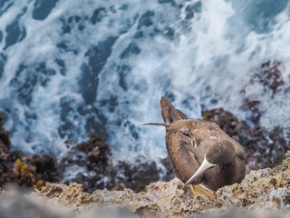  Blue Footed Booby Bird     Curacao views