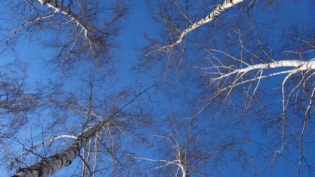 Beautiful birch trees at the sunny winter day
