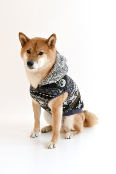 柴犬 パーカー Stock 写真 Adobe Stock