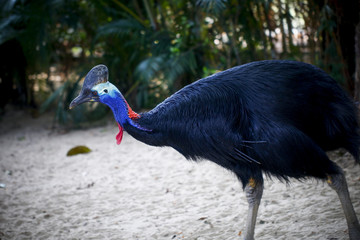 The Cassowary in the zoo
