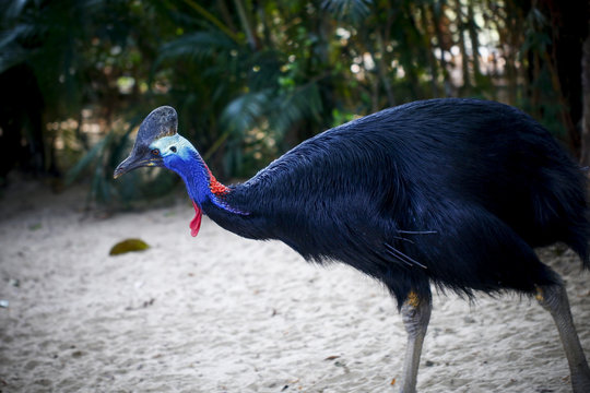 The Cassowary In The Zoo