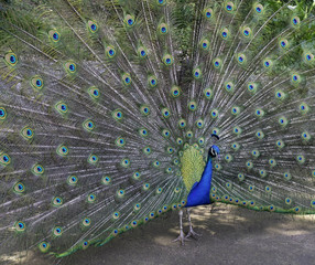 Peacock Bird colorfull close_up