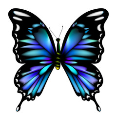 beautiful blue butterflies, isolated  on a white