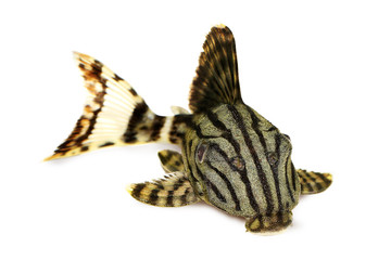Royal Pleco Panaque nigrolineatus, or royal plec aquarium fish  - obrazy, fototapety, plakaty