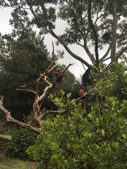 Fototapeta premium bird