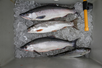 Fresh caught Kokanee Salmon on ice, caught at Blue Mesa Reservoir (Curcanti National Recreation Area), Gunnison, Colorado, USA.