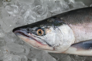 Fresh caught Kokanee Salmon on ice, caught at Blue Mesa Reservoir (Curcanti National Recreation Area), Gunnison, Colorado, USA.