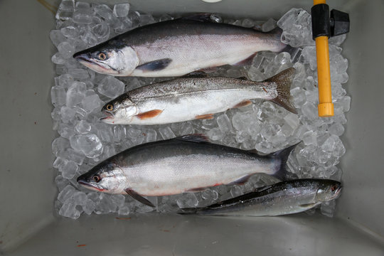 Kokanee Salmon Images – Browse 14,353 Stock Photos, Vectors, and