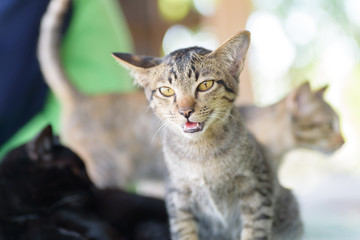 Naklejka premium Portrait of cat opening mouth, cute animal and pet