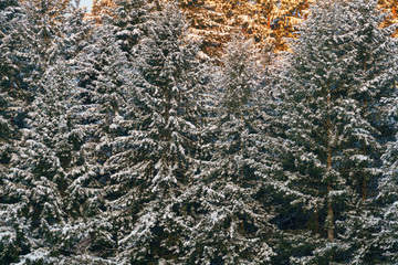 Evergreens After Snow
