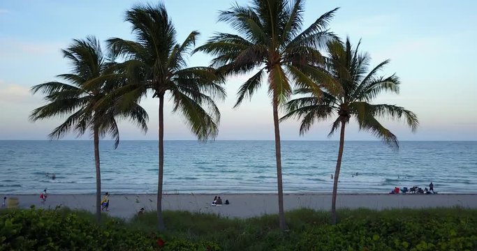 Drone Footage of Miami Palm Trees