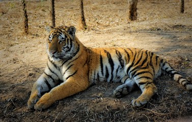 the far Eastern tiger is listed in the Red book of the Russian Federation