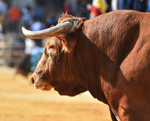 toro en españa