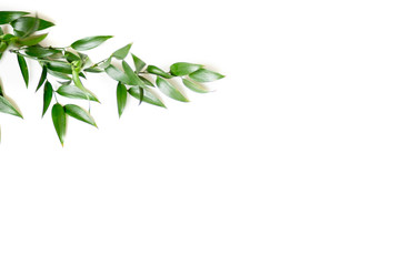 Ruscus leaves isolated - obrazy, fototapety, plakaty