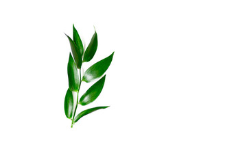 Ruscus leaves isolated