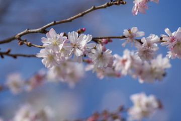 Cherry blossoms in front of the Washington Monument in Washington, DC. An unusually warm spell prompted some cherry trees to blossom in February - 6 to 8 weeks early.