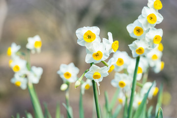 Fototapeta premium スイセンの花