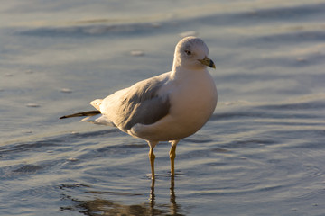 Ring Billed Gull at the Beach