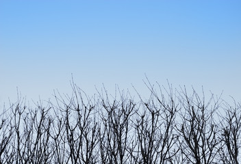 Fototapeta premium 冬 木 空 素材