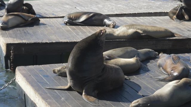 a 180p slow motion shot of a male california sea lion at pier 39 in san francisco, usa