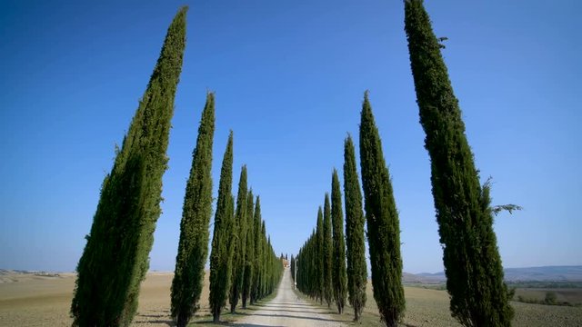 Slow motion stabilized shot - Famous cypress trees row along Tuscany road by POV of car driver driving along countryside of Italy. Cypress tree defines signature of Tuscany for tourist visiting Italy.