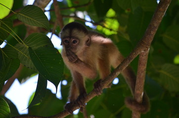 White face monkeys of Costa Rica