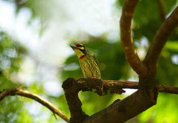 little bird in the nature