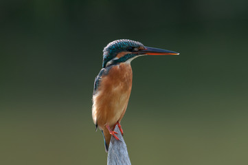 Common kingfisher, a little kingfisher bird
