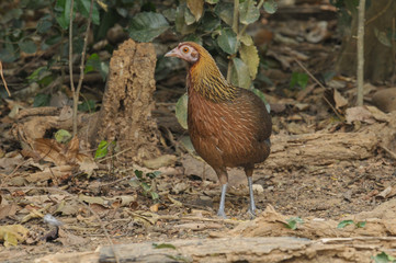 Red Junglefowl female