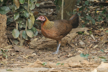 Red Junglefowl female